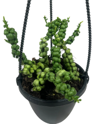 Dischidia Nummularia 'Dragon Jade'