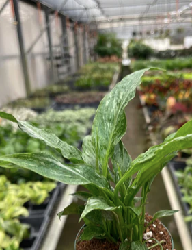 Spathiphyllum Domino 'Peace Lily' (Variegated)