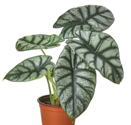 Alocasia 'Silver Dragon'