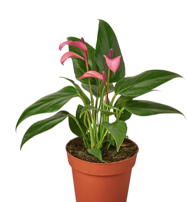 Anthurium Utah (Purple Flower)