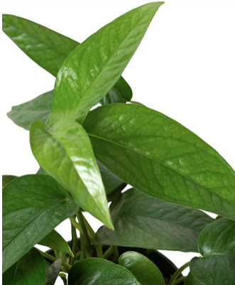 Pothos-Epipremnum Pinnatum 'Cebu Blue'