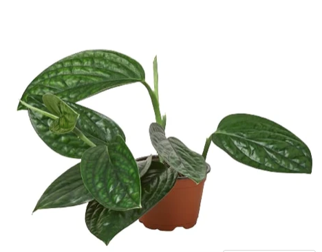 Monstera 'Peru'