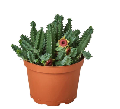 Huernia Zebrina 'Lifesaver Plant'