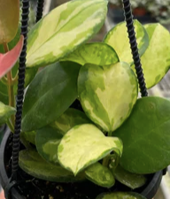 Hoya 'Lisa'