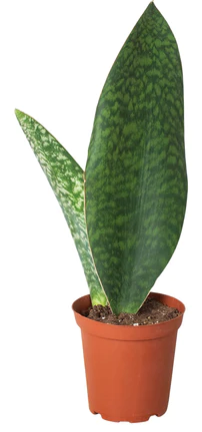 Sansevieria Whale Fin