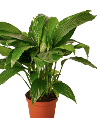 Spathiphyllum Wallisii 'Peace Lily'