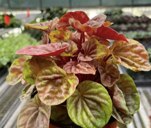 Peperomia 'Quitto'