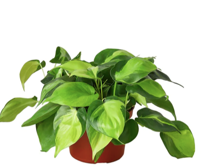 Philodendron 'Brasil'