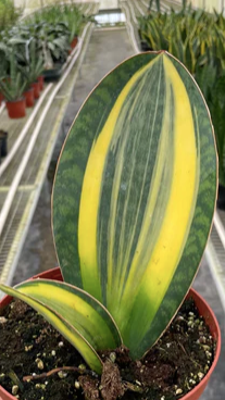 Sansevieria Whale Fin Variegated