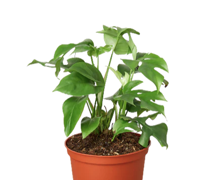 Rhaphidophora Tetrasperma "Mini Monstera"