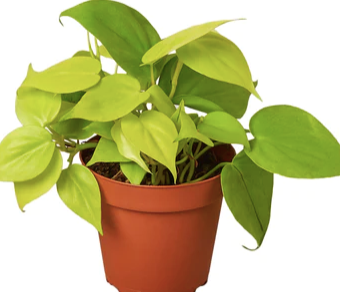 Philodendron Cordatum 'Neon'