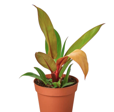 Philodendron 'Prince Of Orange'