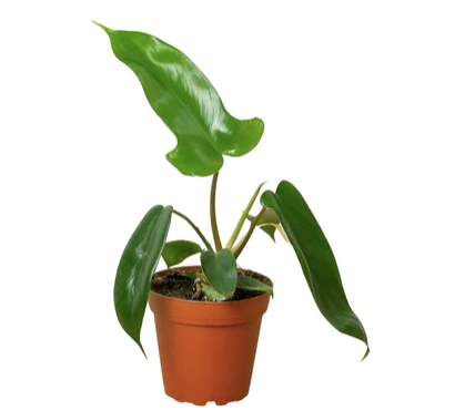 Philodendron 'Florida Green'