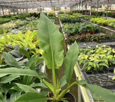 Philodendron 'Jungle Boogie'