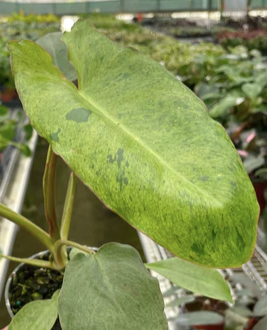 Philodendron 'Paraiso Verde'