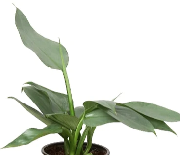 Philodendron 'Silver Sword'