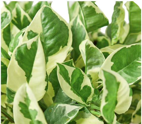 Epipremnum Aureum "N'joy"