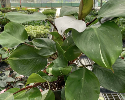 Philodendron 'White Knight'