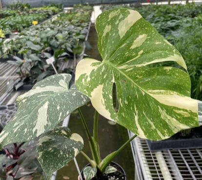 Monstera 'Thai Constellation'