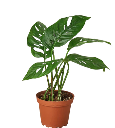 Monstera Adansonii 'Swiss Cheese'