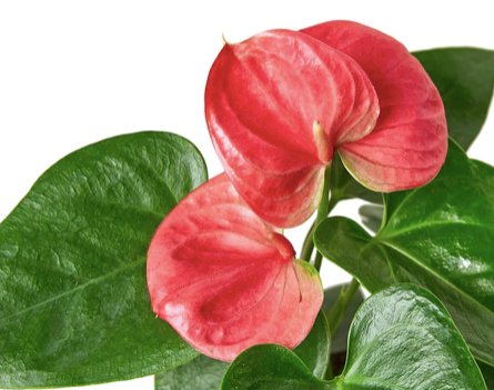 Anthurium (Pink Flower)