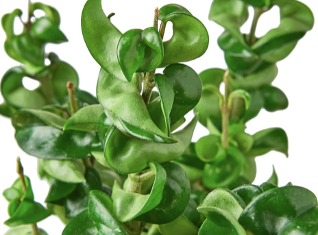 Hoya Compacta 'Hindu Rope'