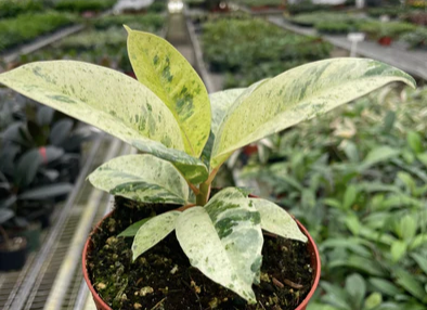 Ficus Shivereana 'Moonshine'