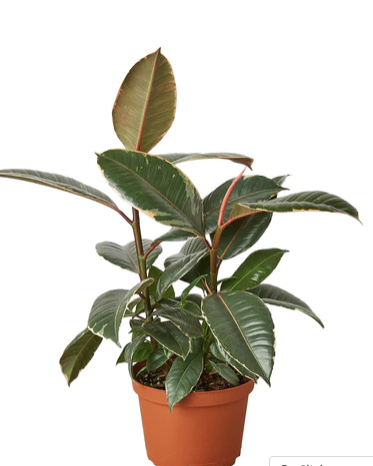 Ficus Elastica Tineke – Prop & Grow Plant Shop