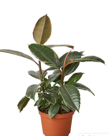 Ficus 'Elastica Tineke'