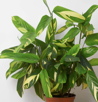 Ctenanthe 'lubbersiana'