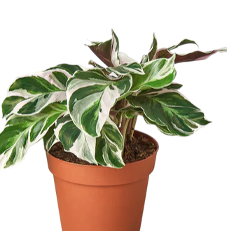 Calathea 'Stella'