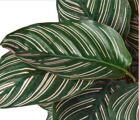 Calathea Ornata 'Pinstripe'