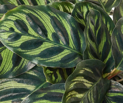 Calathea 'Makoyana'
