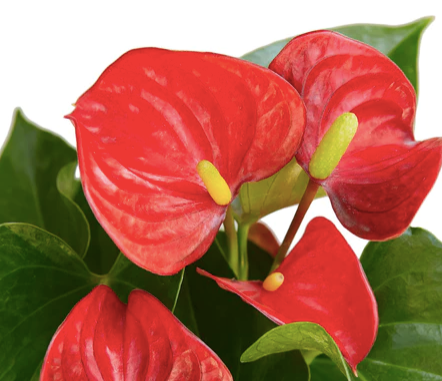 Anthurium (Red Flower)