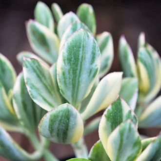 Crassula Ovata 'Jade' (Variegated)