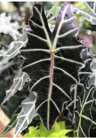 Alocasia 'Purpley'