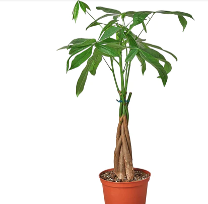 Pachira-Braid 'Money Tree'