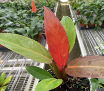 Philodendron 'Sun Red'