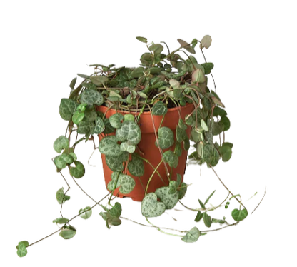 Ceropegia Woodii 'String Of Hearts'