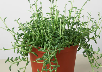 Senecio Peregrinus 'String of Dolphins'