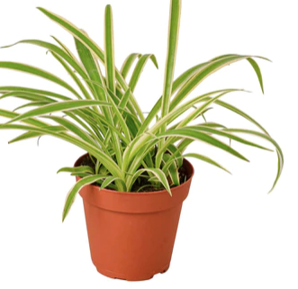 Spider Plant