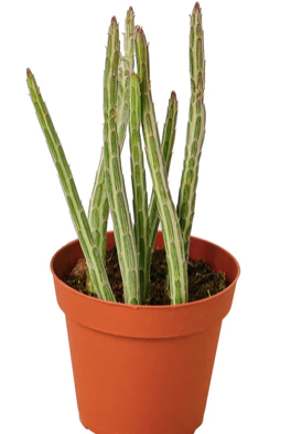 Senecio Stapleformis (Pickle Plant)