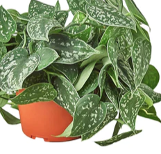 Scindapsus Silvery Ann