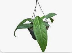 anthurium big bill Anthurium Big Bill – Prop & Grow Plant Shop