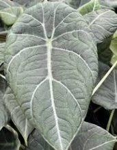 Alocasia Maharani