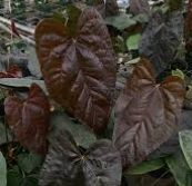 Anthurium Queen of Hearts