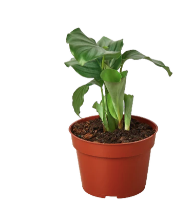 Calathea Orbofolia