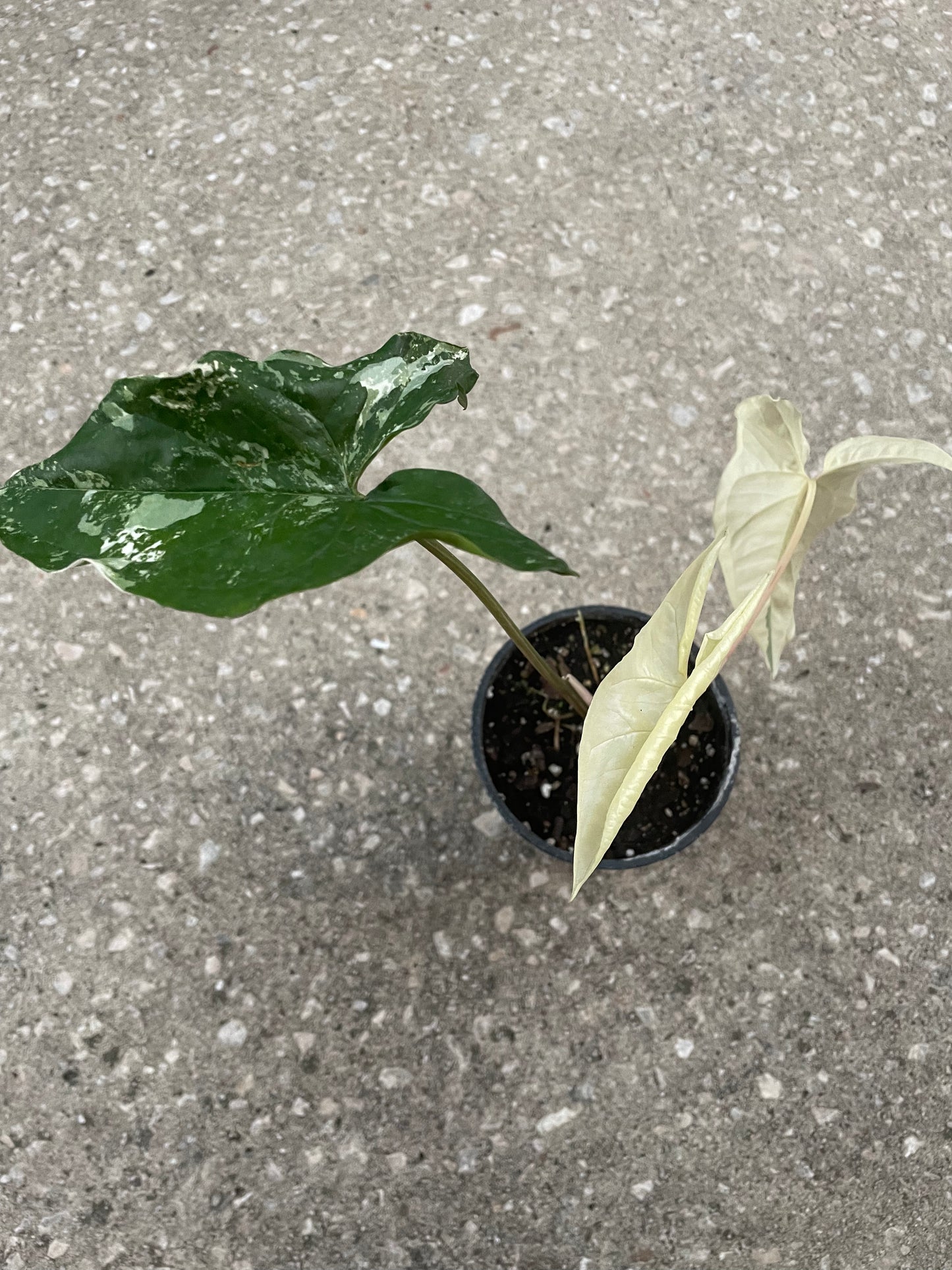 Syngonium Albo Variegata