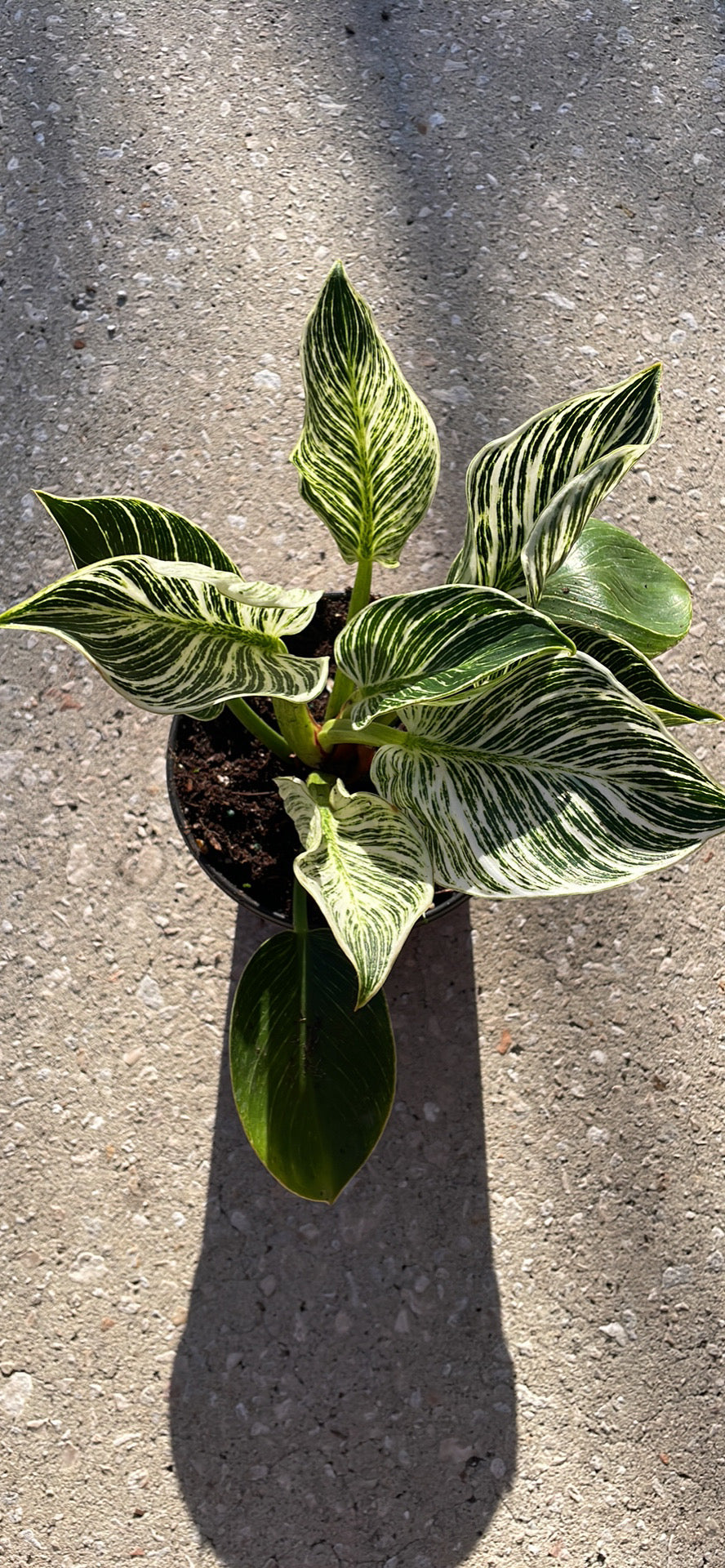Philodendron 'Birkin'