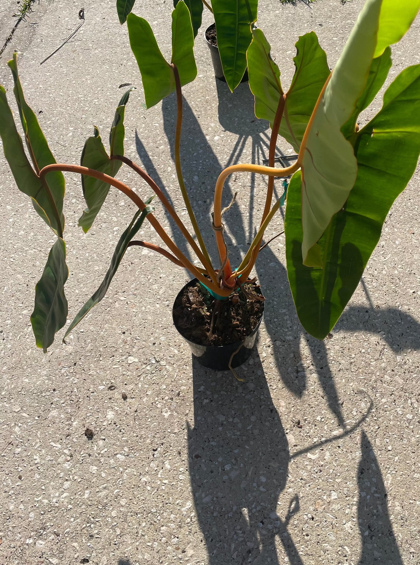 Philodendron 'Billietiae'